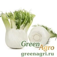 Семена Прелюдио F1 | Preludio