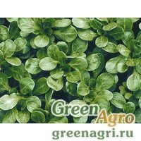 Семена Фавор | Favor* Корн Салат