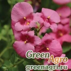 Семена Диасция бородчатая (Diascia barberae) "DIAMONTE" (LAVENDER PINK) raw 1000 шт.