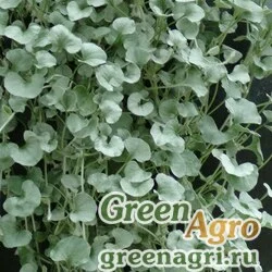 Семена Дихондра ползучая (Dichondra repens) "Silver Falls" (silver) raw 100 шт.