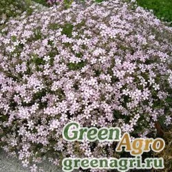 Семена Гипсофила ползучая (Gypsophila repens) (white) 10 гр.