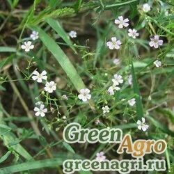 Семена Гипсофила стенная (Gypsophila muralis) "Pink Sugardot" (pink) 1 гр.