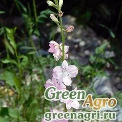 Семена Дельфиниум аяксовый гиацинтоцветковый высокий (Delphinium ajacis) (mix) 50 гр.