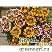 Семена Губастик гибридный (Mimulus x hybrida) "Magic F1" (clear white) raw 1000 шт.