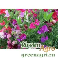 Семена Горошек широколистный (Lathyrus latifolius) (mixed) 30 гр.