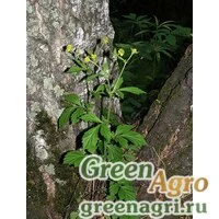 Семена Гравилат аллепский (Geum allepicum) 40 г