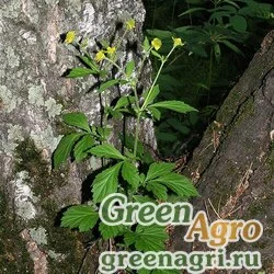Семена Гравилат аллепский (Geum allepicum) 40 г