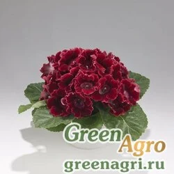 Семена Глоксиния гибридная (Sinningia hybrida) "Empress F1" (red) pelleted 1000 шт.
