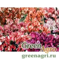 Семена Горошек душистый (Lathyrus odoratus) "Fantasia" (full mixed) raw 3 гр.