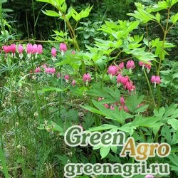 Семена Дицентра изящная (Dicentra spectabilis) 0.2 гр.