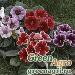 Семена Глоксиния изящная (Sinningia speciosa) "F2" (mix) 1000 шт.