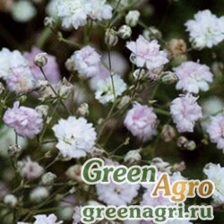 Семена Гипсофила тихоокеанская (Gypsophila pacifica) 3 гр.