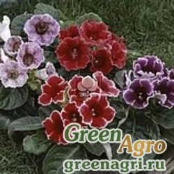 Семена Глоксиния изящная (Sinningia speciosa) "F2" (mix) 0.1 гр.