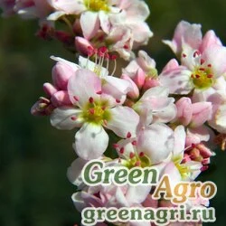 Семена Гречиха съедобная (Fagopyrum esculentum) 2000 гр.