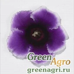 Семена Глоксиния гибридная (Sinningia hybrida) "Empress F1" (blue picotee) pelleted 1000 шт.