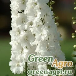 Семена Дельфиниум высокий (Delphinium elatum) "Guardian F1" (white) raw 100 шт.