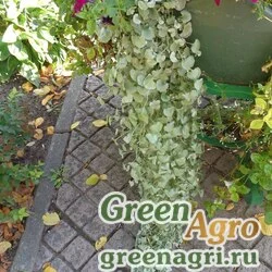 Семена Дихондра мелкоцветковая (Dichondra micrantha) 25 гр.
