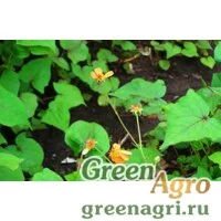 Семена Гравилат чилийский (Geum chiloense) "Lady Stratheden" (yellow) 10 гр.