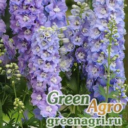 Семена Дельфиниум высокий (Delphinium elatum) "Guardian F1" (lavender) raw 100 шт.
