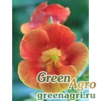 Семена Губастик гибридный (Mimulus x hybrida) "Twinkles F2" (orange) 0.5 гр.