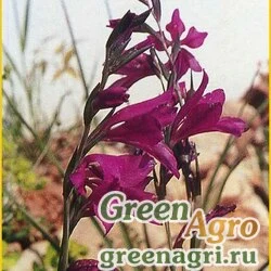 Семена Гладиолус итальянский (Gladiolus italicus) 0.3 гр.