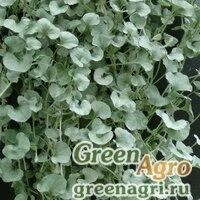 Семена Дихондра ползучая (Dichondra repens) "Silver Falls" (silver) raw 1000 шт.