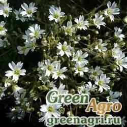 Семена Гипсофила шаровидная (Gypsophila globulosa) 5 гр.