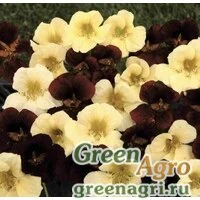 Семена Настурция низкорослая День и ночь  (упак-50 гр.)