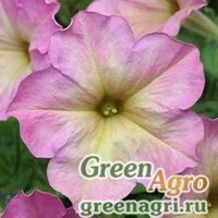 Семена Петуния многоцветковая (Petunia multiflora) "Debonair F1" (rose dusty) pelleted 100 шт.