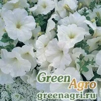 Семена Петуния многоцветковая (Petunia multiflora) "Horizon F1" (white) raw 1000 шт.