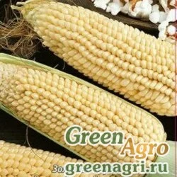 Семена Кукуруза Белое облако Попкорн  (упак-50 гр.)