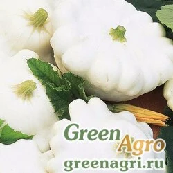Семена Патиссон Пятачок  (упак-50 гр.)
