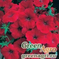 Семена Петуния многоцветковая (Petunia multiflora) "Horizon F1" (red) raw 1000 шт.