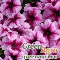 Семена Петуния многоцветковая (Petunia multiflora) "Horizon F1" (light salmon) raw Произв. 1000 шт.