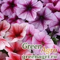 Семена Петуния многоцветковая (Petunia multiflora) "Horizon F1" (sundae mix) raw 5000 шт.