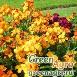 Семена Лакфиоль Весенняя песенка  (упак-50 гр.)