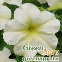 Семена Петуния многоцветковая (Petunia multiflora) "Debonair F1" (lime green) pelleted 1000 шт.