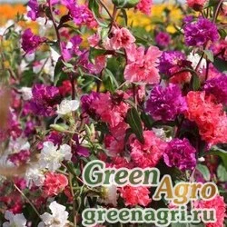 Семена Кларкия изящная Смесь окрасок  (упак-50 гр.)