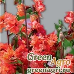 Семена Кларкия изящная Оранж  (упак-50 гр.)