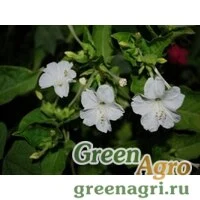Семена Мирабилис Белый леденец  (упак-50 гр.)