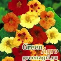 Семена Настурция Смесь окрасок  (упак-50 гр.)