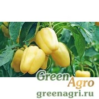 Семена Юпитер 0,5 тыс. семян, Syngenta