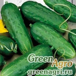 Семена Огурец Закусочный  (упак-50 гр.)
