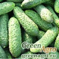 Семена Огурец Кустовой  (упак-50 гр.)