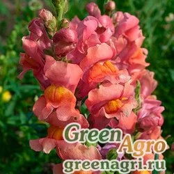 Семена Львиный зев Оранж Вондер  (упак-50 гр.)