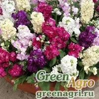 Семена Левкой Десятинедельный гном смесь  (упак-50 гр.)