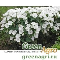 Семена Лаватера Красотка белая  (упак-50 гр.)
