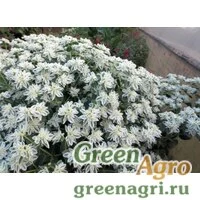 Семена Молочай окаймленный .  (упак-50 гр.)