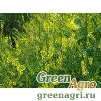 Сидераты Донник желтый 3 кг. Зеленый уголок