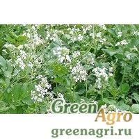 Сидераты редька масленичная 1 кг Зеленый уголок